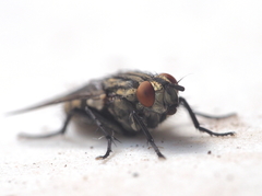 Sarcophaga carnaria
