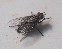 Sarcophaga carnaria
