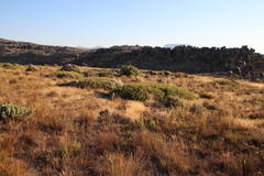 Sorocephalus lanatus