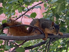 Sciurus niger