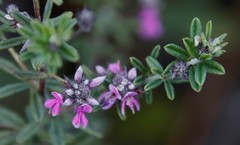 Indigofera filiformis
