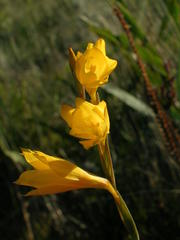 Gladiolus aureus