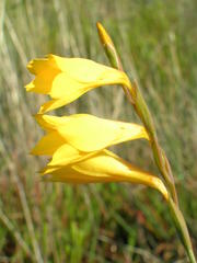 Gladiolus aureus