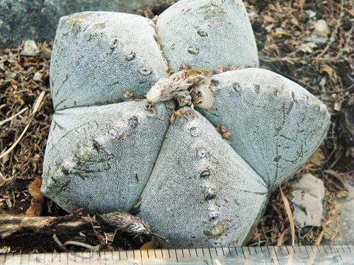 Astrophytum myriostigma