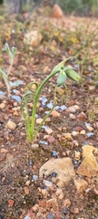 Albuca spiralis