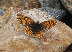 Chlosyne whitneyi
