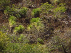 Yucca queretaroensis