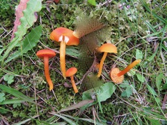 Hygrocybe marchii