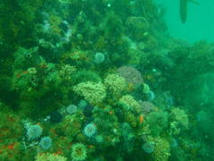 Melithaea rubra
