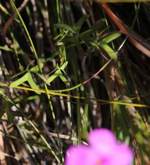 Oxalis livida altior