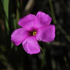Oxalis livida altior