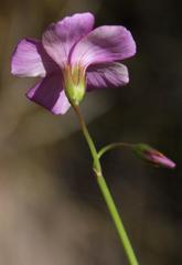 Oxalis livida altior