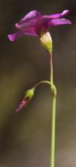 Oxalis livida altior