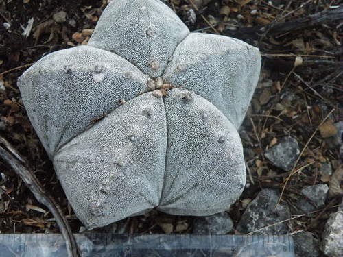 Astrophytum myriostigma