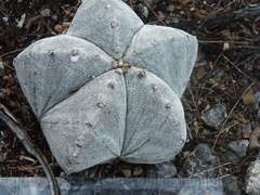 Astrophytum myriostigma
