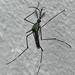 Elephant Mosquito - Photo (c) Peter Vos, some rights reserved (CC BY-NC), uploaded by Peter Vos