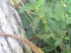 Naupactus leucoloma
