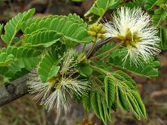 Albizia forbesii