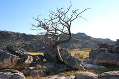 Widdringtonia wallichii