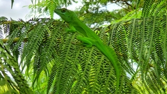 Anolis cuvieri
