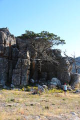 Widdringtonia wallichii