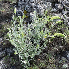 Sideritis catillaris