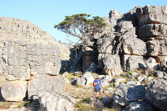 Widdringtonia wallichii