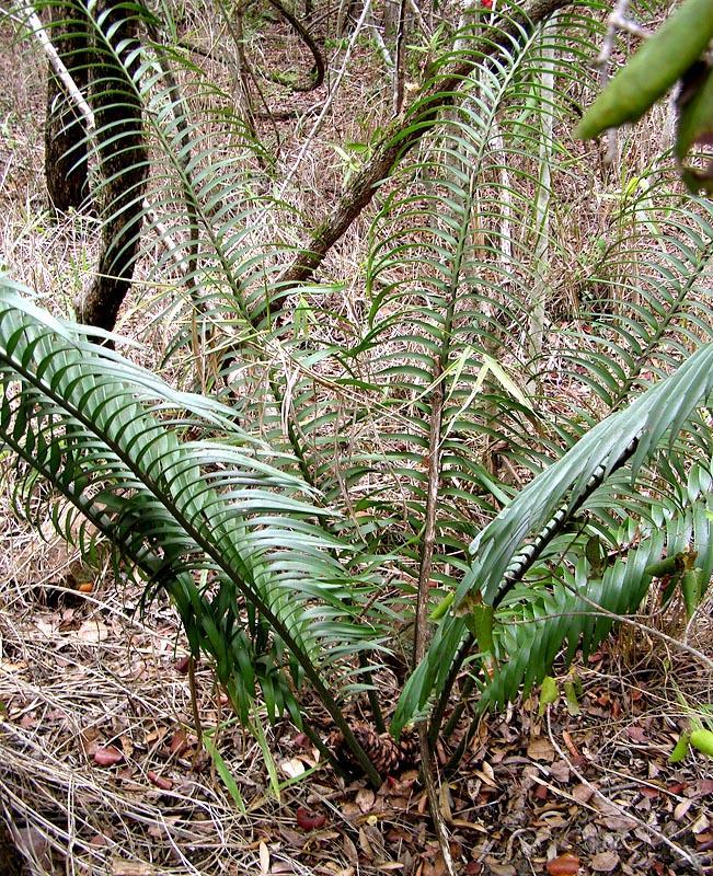 Encephalartos umbeluziensis R.A.Dyer
