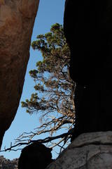 Widdringtonia wallichii