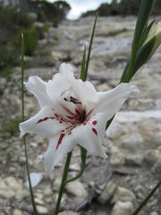 Gladiolus variegatus