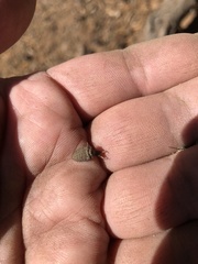 Myrmeleon formicarius