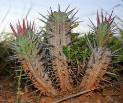 Euphorbia heptagona