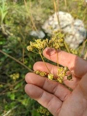 Peucedanum alsaticum