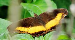 Eurytela dryope angulata