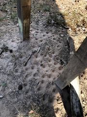 Myrmeleon formicarius