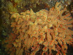 Melithaea rubra