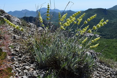 Sideritis catillaris