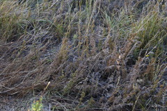 Thamnochortus fruticosus