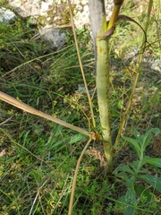 Peucedanum alsaticum