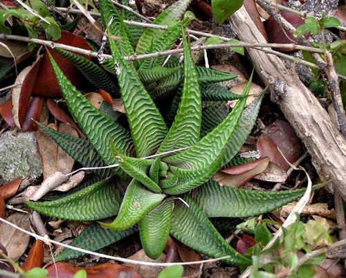 Haworthiopsis limifolia var. limifolia image