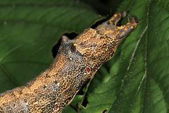 Erebus walkeri