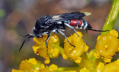 Pseudopompilus humboldti