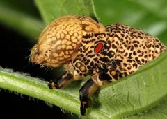Erebus walkeri