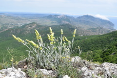 Sideritis catillaris