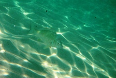 Acanthopagrus butcheri