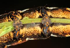 Erebus walkeri