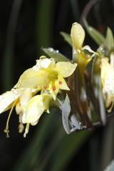 Gladiolus buckerveldii