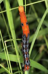 Erebus walkeri