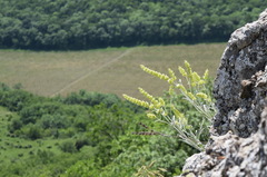 Sideritis catillaris