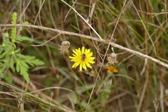 Eristalinus aeneus